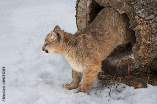 Female Cougar (Puma concolor) Climbs Out of Hollow Log Winter