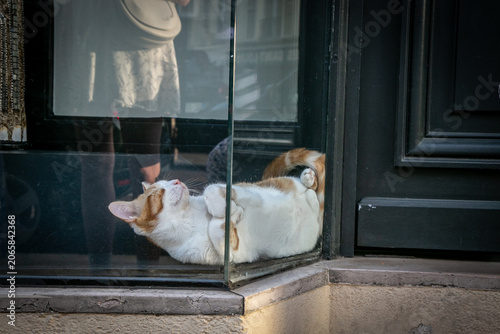 Ginger and white cat lounging in the corner of a glass shop window, resting comfortably behind the display. The relaxed domestic cat creates a charming street scene, blending everyday pet behaviour 