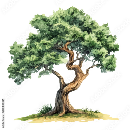 Tablou pe pânză Yew Tree watercolor drawing vector, high-quality modern illustration on a pure w