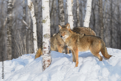 Coyote (Canis latrans) Stands in Birch Looking Out Pack in Background Winter