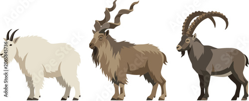 Schilderij op canvas Wild Mountain Goat Species Vector Icon Set Featuring White Mountain Goat, Markho