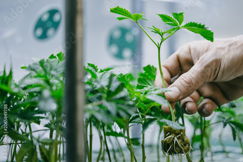 cannabis seedling transplant with exposed root ball in hand for indoor propagation background and nursery cultivation training poster