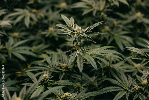 Dense indoor cannabis canopy with mature flowering buds for cultivation background and botanical product imagery in a grow facility