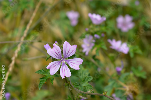 A vibrant purple common mallow flower with dark stripes blooms beautifully on a green stem in a wild grassy field - latin name - Malva sylvestris