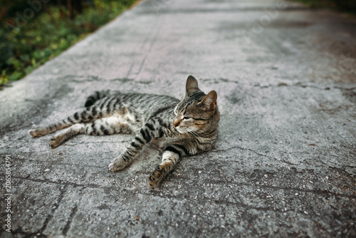 Photography cat lying on the ground