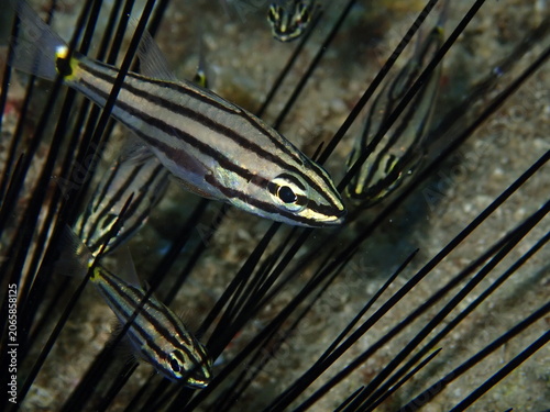 Foto cardinal fish hiding in the needles of sea urchin underwater protection ocean be