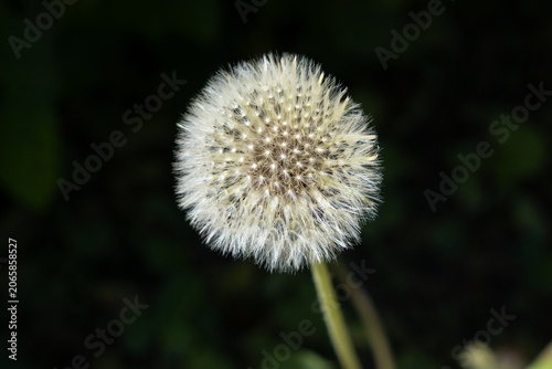 Bild auf Leinwand Detailed macro shot of a white fluffy dandelion seed head against a dark backgro
