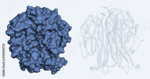 Canvastavla RANKL protein molecule, monoclonal antibody target, therapeutic target of denosu