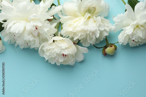 Beautiful white peony flowers on light blue background, flat lay. Space for text