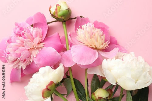 Beautiful peony flowers on pink background, flat lay