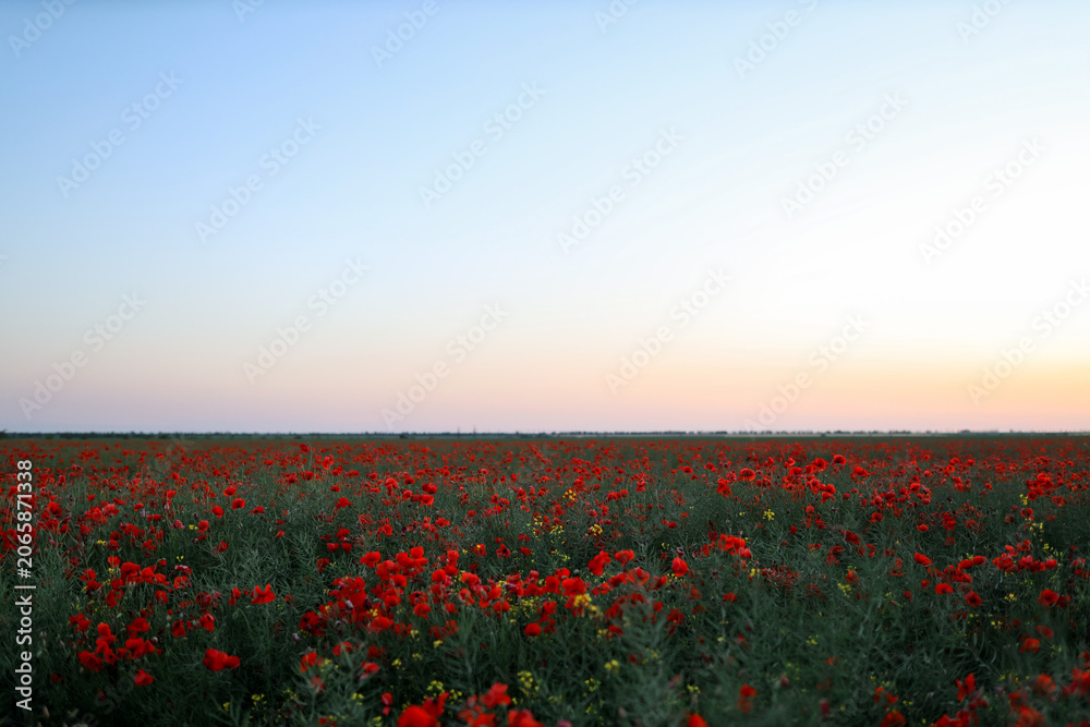 Obraz premium Beautiful red poppy flowers blooming in field at sunset