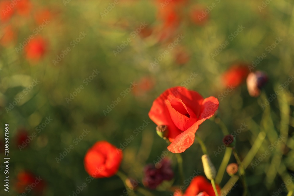Fototapeta premium Beautiful red poppy flowers blooming in field on sunny day, closeup. Space for text