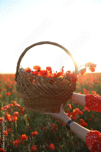 Woman holding wicker basket with red poppy flowers in field on sunny day, clo...