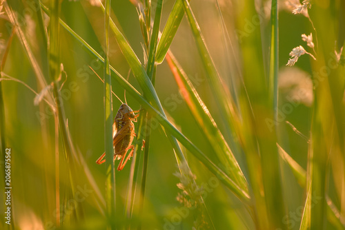 Grasshopper resting on grass stems in a meadow, illuminated by warm golden-hour sunlight