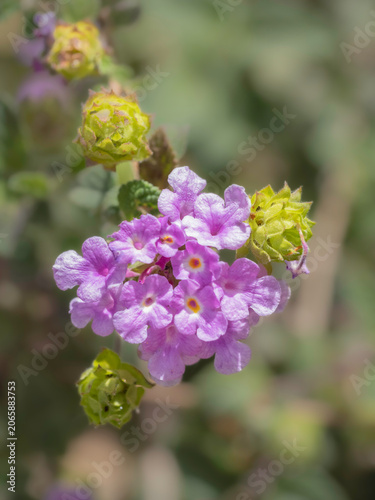 Trailing Shrub Verbena Wildflowers in Arizona