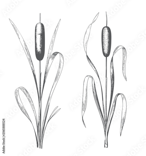 Tableau sur toile Hand drawn bulrush marsh grass collection in classic botanical etching style