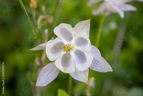 Photography Close up of pale pink and white columbine flower blooming in garden