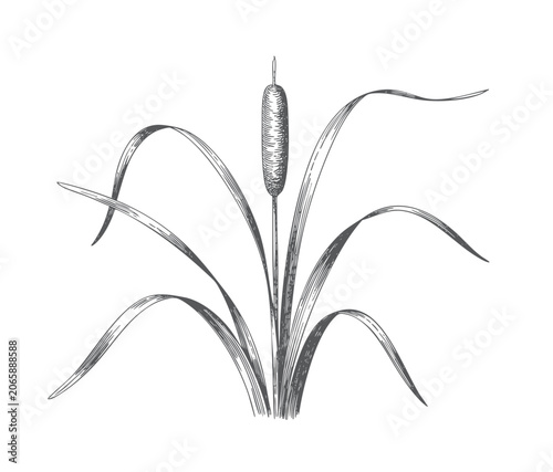 Tableau sur toile Hand drawn bulrush marsh grass collection in classic botanical etching style
