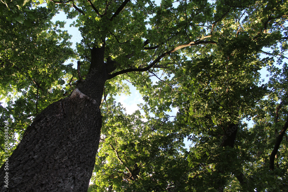 Fototapeta premium oak tree, green leaves on oak tree branches and blue sky