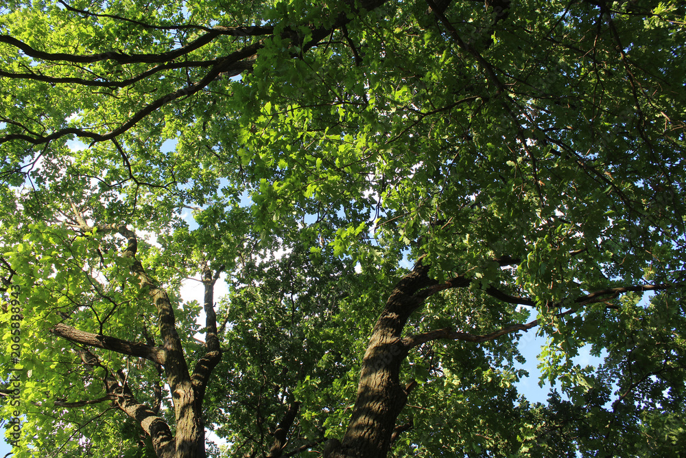 Fototapeta premium oak tree, green leaves on oak tree branches and blue sky