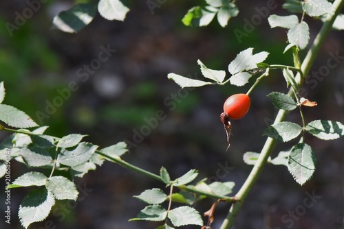 Rosehip berries on the branches of the bush in the forest