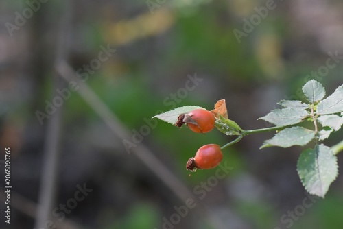 Rosehip berries on the branches of the bush in the forest