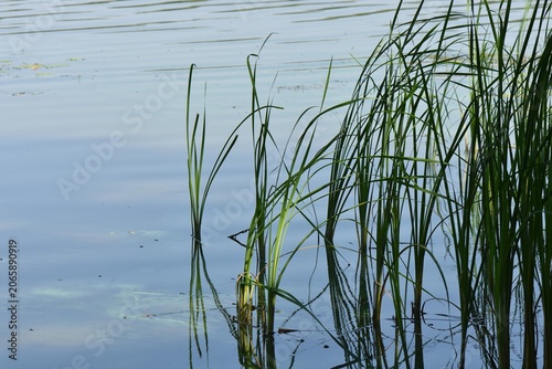 green reeds on the water surface of the lake at noon on a summer sunny day