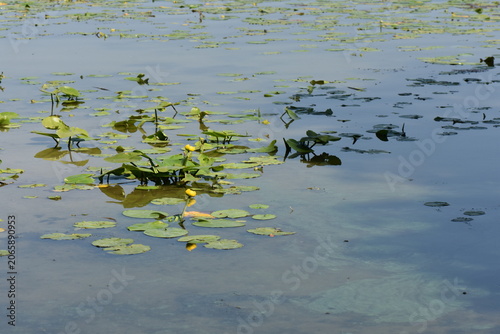 Water lily in the lake with reflection on the water surface.