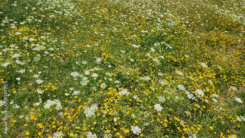 A natural meadow dominated by wild carrot (Daucus carota) and yellow-flowered hawk’s-beard (Crepis spp.), creating a diverse wildflower habitat rich in pollinator resources.