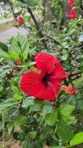 A vibrant red China rose (Hibiscus rosa-sinensis) sways gently in the summer rain, its large tropical blooms and glossy foliage highlighted by wind and raindrops.