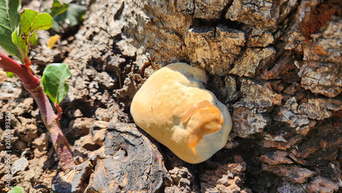 Early-stage fungal growth ( primordium) near the base of a carob tree, resembling a Ganoderma lucidum. Its hard, resin-like texture may indicate a young Reishi-type bracket fungus.
