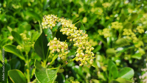 Euonymus japonicus, commonly known as Japanese Spindle, is an evergreen ornamental shrub prized for its glossy foliage, dense growth, and versatility in hedges and landscape designs.