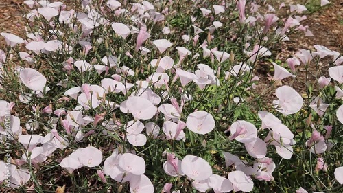 Splendid Bindweed (Convolvulus dorycnium), a silvery Mediterranean subshrub with woody stems and bright pink funnel-shaped flowers that bloom from May to July.
