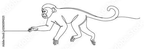 Photography spider monkey walking with tail raised monoline vector