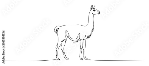 Tableau sur toile guanaco standing south american animal monoline vector