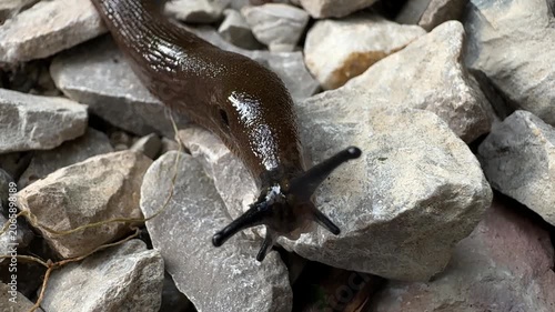 Detailed macro view of Limax maximus crawling over pale stones with extended tentacles and visible body texture. Terrestrial gastropod behavior, wildlife observation, biodiversity, natural ecosystem.