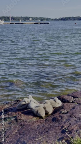 vertical screen swan cygnets resting on a rocky shoreline near calm water in a natural lakeside habitat family wildlife scene with young water birds during summer
