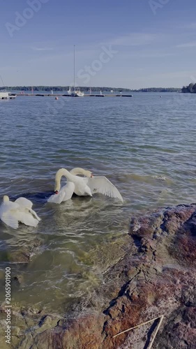 vertical screen footage of two swans fighting in open water while a female swan remains nearby showcasing territorial behavior dominance and competition during the breeding season