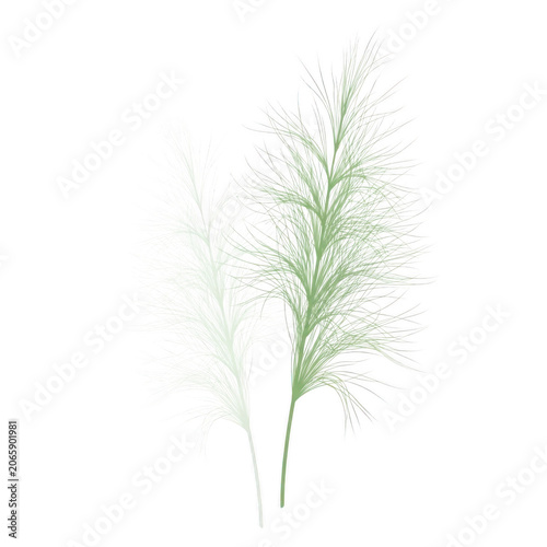 Two delicate feathery grass plumes with subtle green and white hues isolated on transparent background