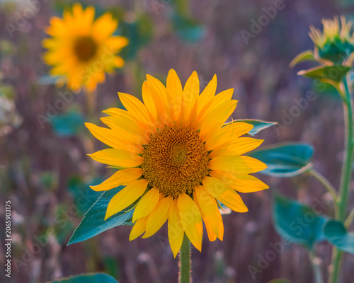 girasoli nel campo in italia