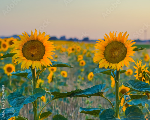 campo di girasoli in italia