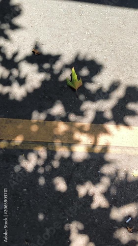 shadows of tree leaves on grey asphalt road moving with yellow line and swaying in the wind, vertical video