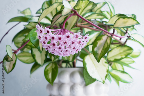 Blooming Hoya carnosa Krimson Princess houseplant in a white textured ceramic pot on a bright windowsill.