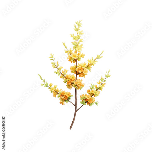 Delicate yellow blossom branch isolated on transparent background