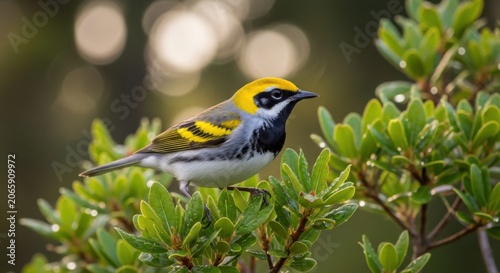 Small colorful bird perched on green leafy branches in sunlight