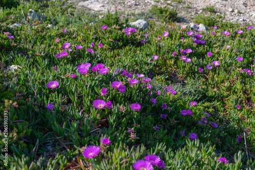 Vibrant carpet of purple ice plant flowers covering the Mediterranean coastline in Malta, with succulent foliage creating a colorful groundcover ideal for coastal landscape and nature themes.