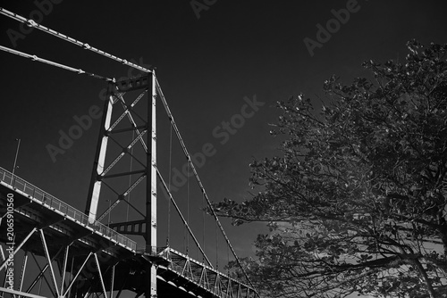 Hercílio Luz Bridge framed by tree leaves on a sunny day in Florianópolis, Santa Catarina, Brazil