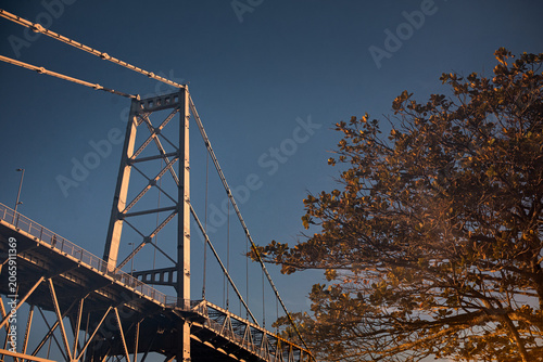 Hercílio Luz Bridge framed by tree leaves on a sunny day in Florianópolis, Santa Catarina, Brazil