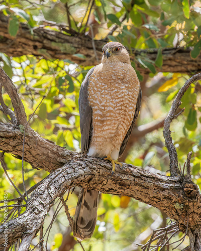 Konstfotografi A Cooper's Hawk Perched in a Tree