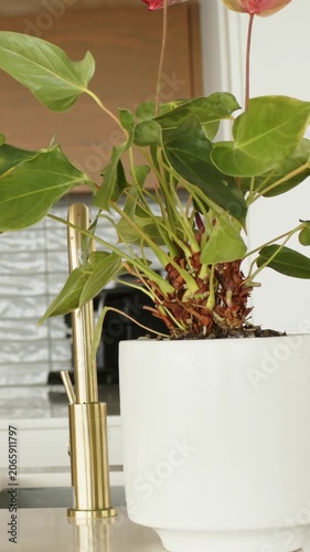 Vertical video: Panning camera down revealing plant in white planter on countertop with pink spathe